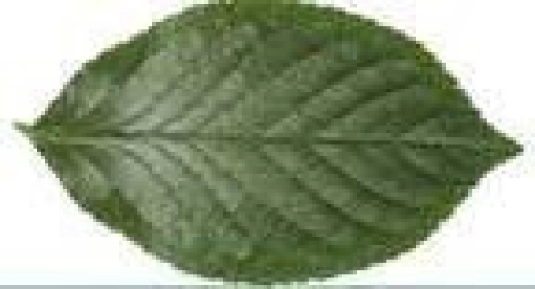 Memoria USB en PVC 2D diseño hoja